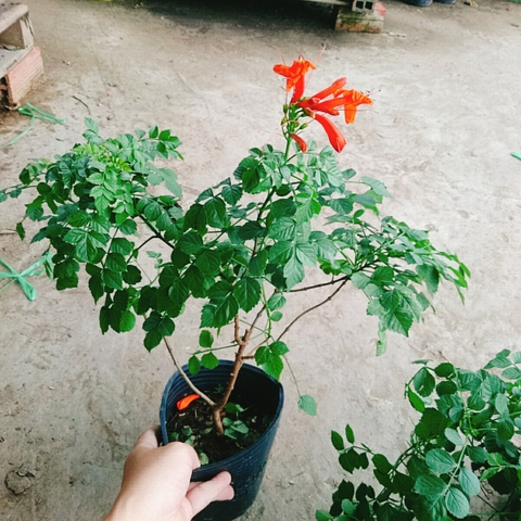 Cây Rạng Đông (Cam)