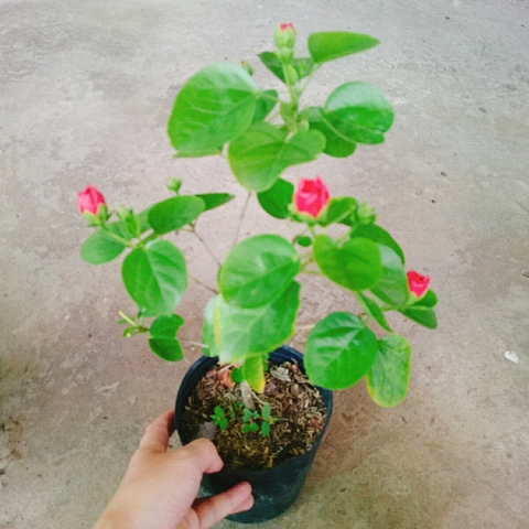 Cây Dâm Bụt Hồng