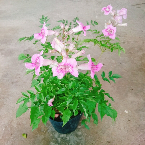 Cây Hồng Thiên Hương