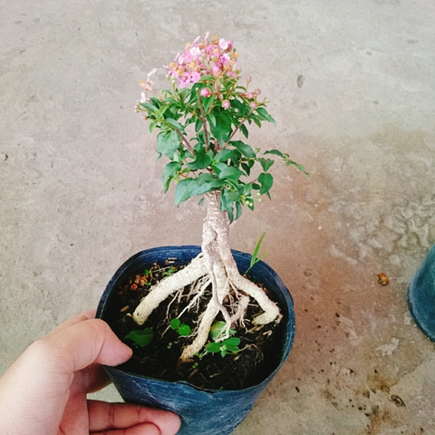 Cây Hồng Ngọc Mai Bonsai