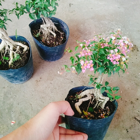 Cây Hồng Ngọc Mai Bonsai