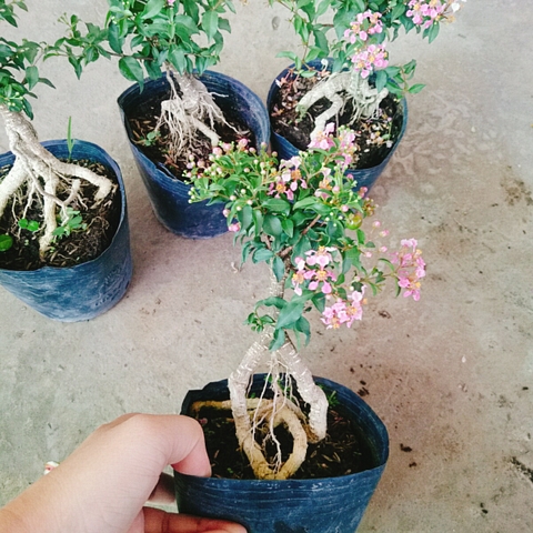 Cây Hồng Ngọc Mai Bonsai