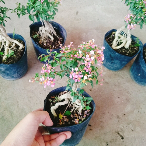 Cây Hồng Ngọc Mai Bonsai