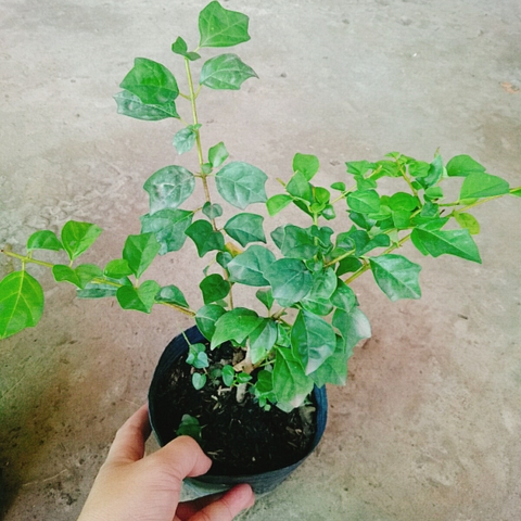 Cây Huyền Trân Công Chúa