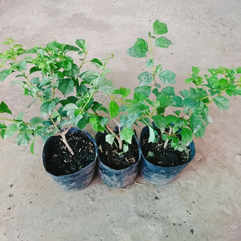 Cây Huyền Trân Công Chúa