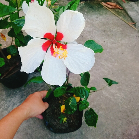 Cây Dâm Bụt Trắng