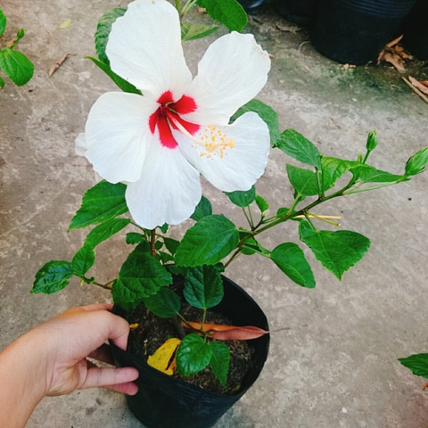 Cây Dâm Bụt Trắng