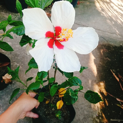 Cây Dâm Bụt Trắng