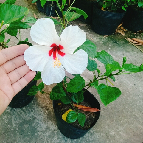 Cây Dâm Bụt Trắng