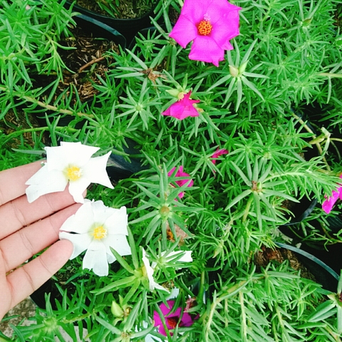 Cây 10h Mỹ