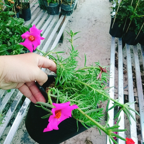 Cây 10h Mỹ