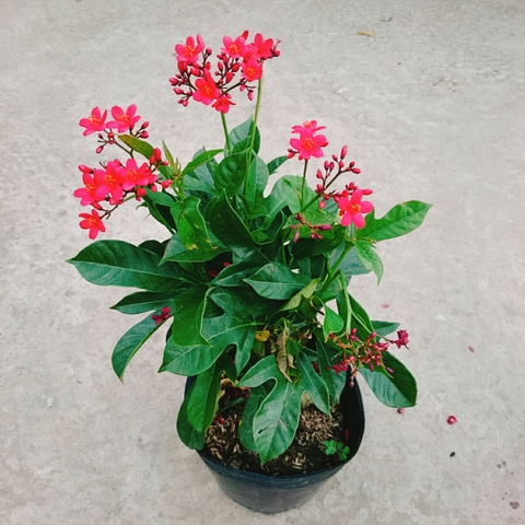 Cây Hồng Mai