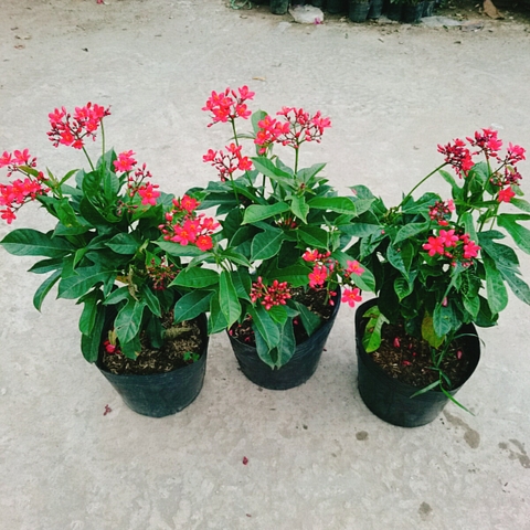 Cây Hồng Mai