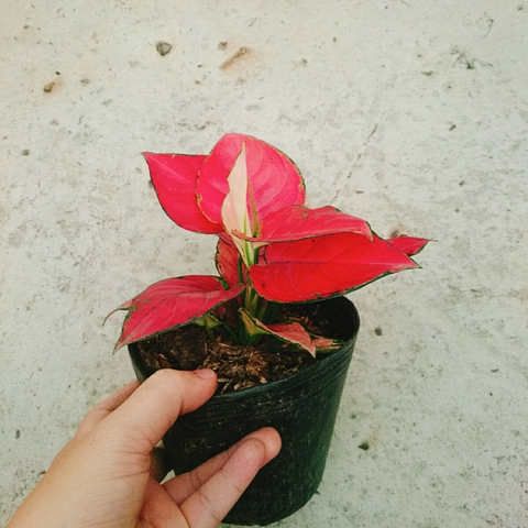 Cây Hồng Phát Lộc