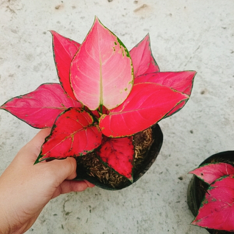 Cây Hồng Phát Lộc