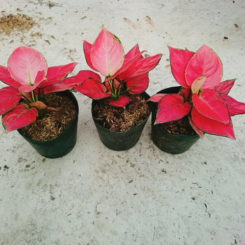 Cây Hồng Phát Lộc