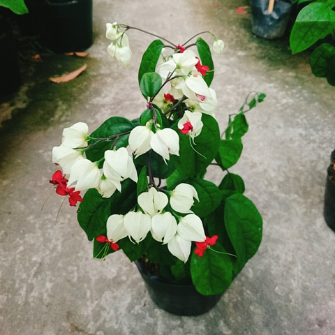 Cây Ngọc Nữ
