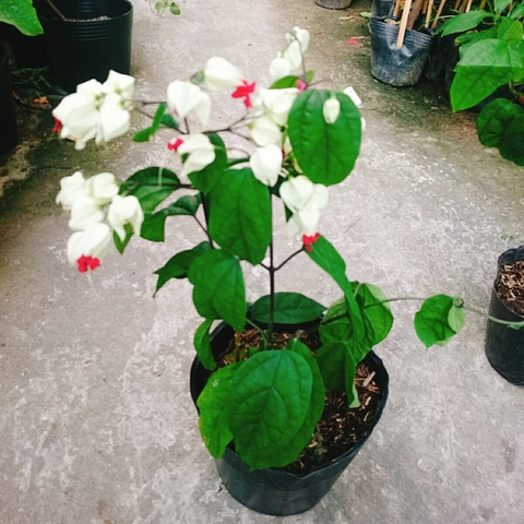 Cây Ngọc Nữ