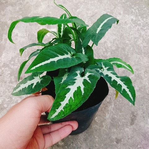 Cây Trầu Bà Nhung