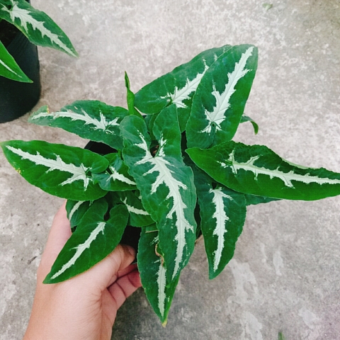 Cây Trầu Bà Nhung