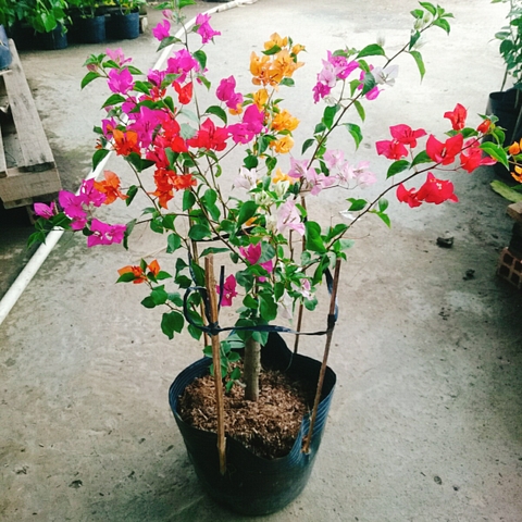 Cây Giấy Ngũ Sắc (Lớn)