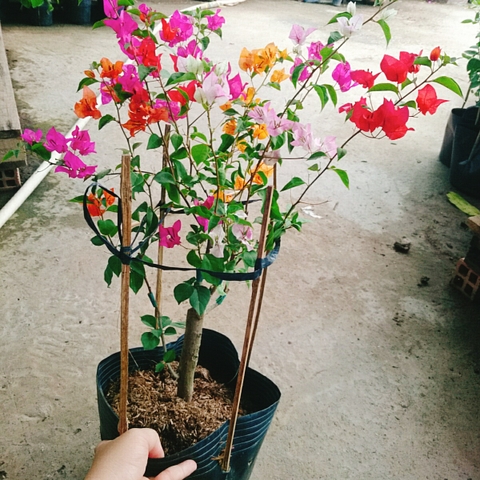 Cây Giấy Ngũ Sắc (Lớn)