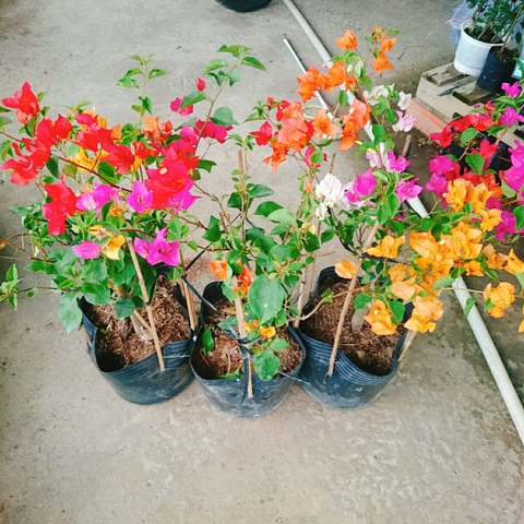 Cây Giấy Ngũ Sắc (Lớn)