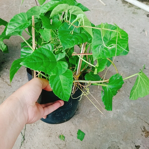 Cây Râu Tiên