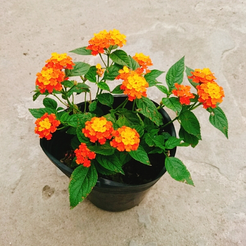 Cây Hoa Trâm Ổi (Cam)