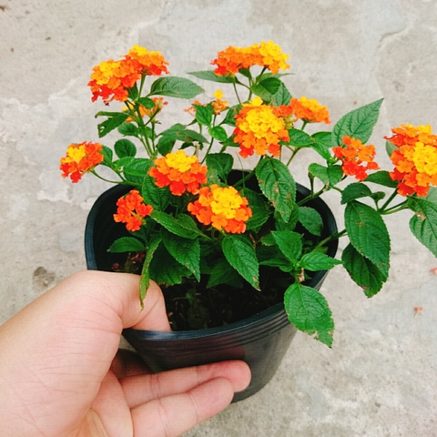 Cây Hoa Trâm Ổi (Cam)
