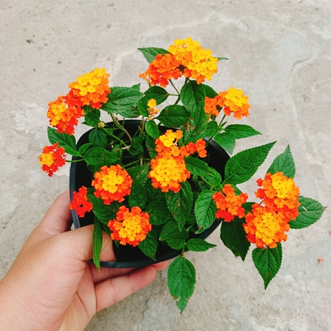 Cây Hoa Trâm Ổi (Cam)