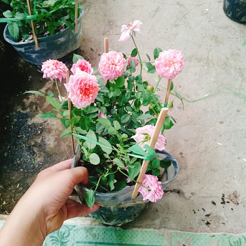 Cây Hồng Công Chúa