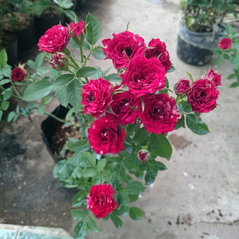 Cây Hồng Tỉ Muội Giống Mới