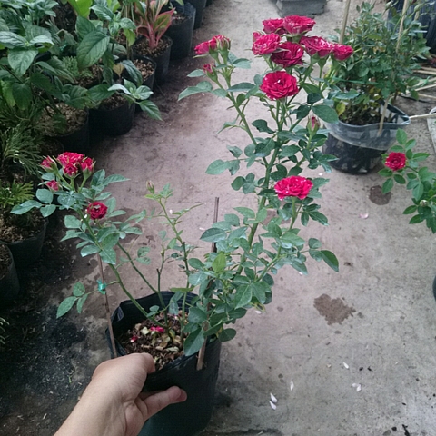 Cây Hồng Tỉ Muội Giống Mới