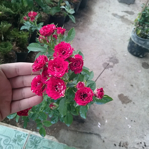 Cây Hồng Tỉ Muội Giống Mới