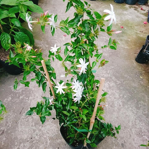 Cây Nguyệt Quế Leo
