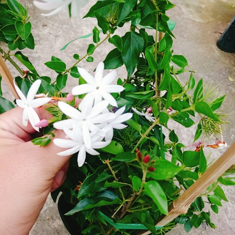 Cây Nguyệt Quế Leo