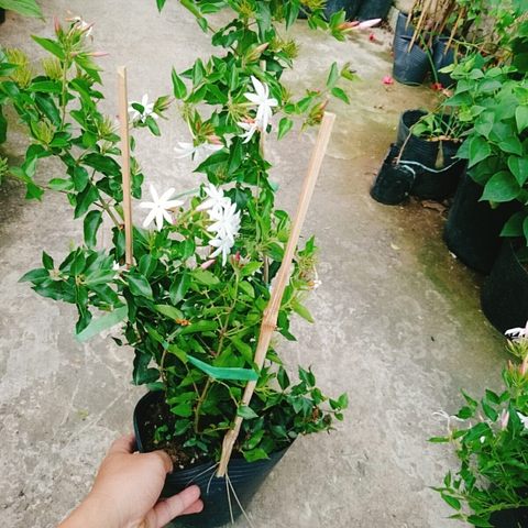 Cây Nguyệt Quế Leo
