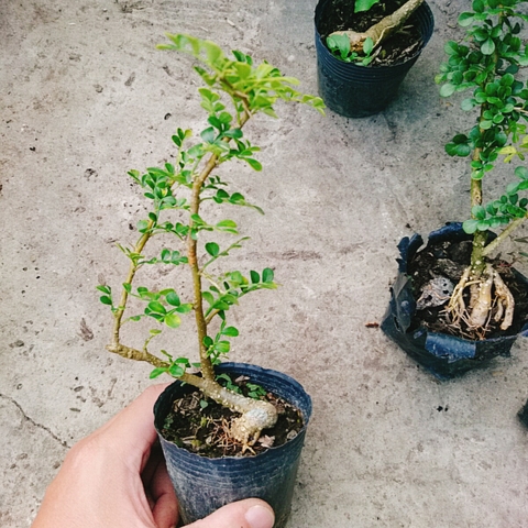 Cây Cần Thăng Mini