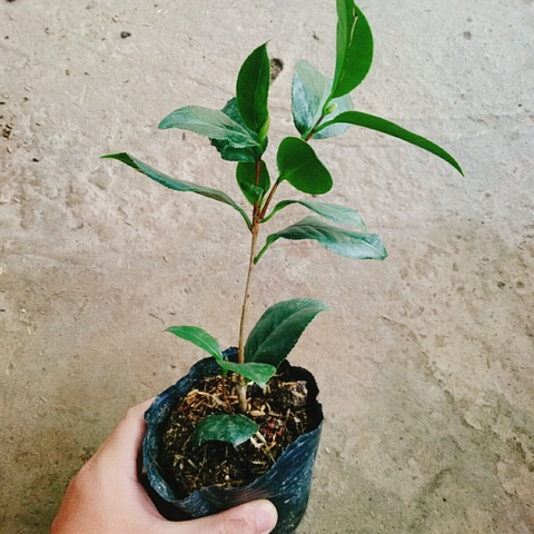 Cây Trà My Ngũ Sắc