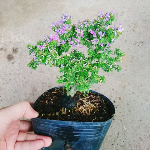 Cây Linh Sam Bonsai