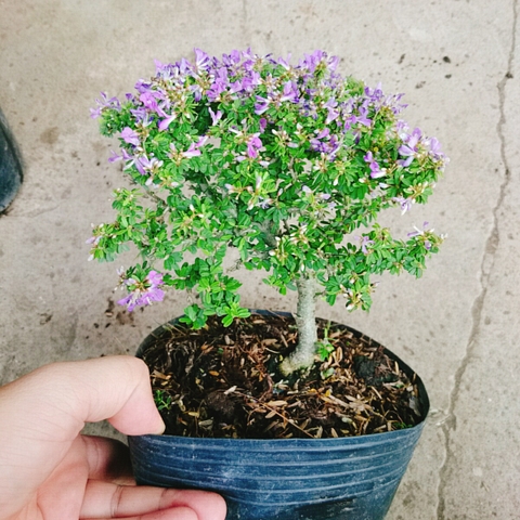 Cây Linh Sam Bonsai