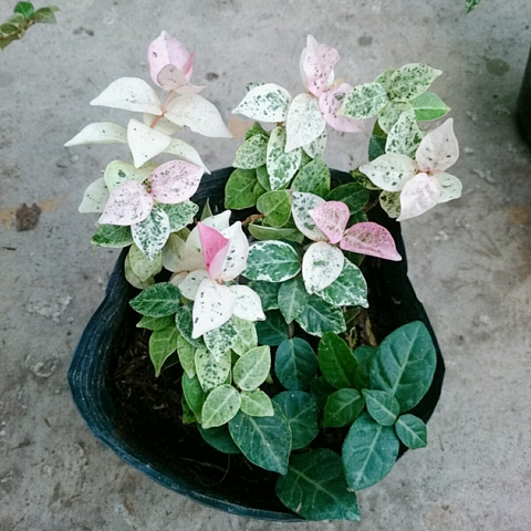 Cây Thằn Lằn Cẩm Thạch