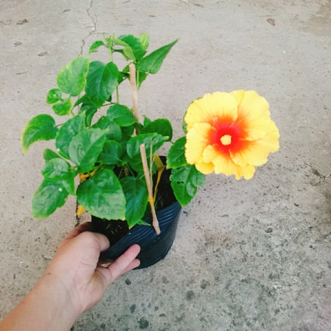Cây Dâm Bụt Vàng