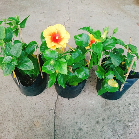 Cây Dâm Bụt Vàng