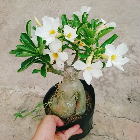 Cây Sứ Trắng