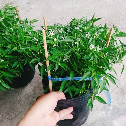 Cây Ớt Chỉ Thiên
