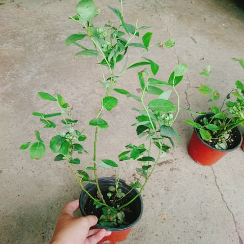 Cây Việt Quất