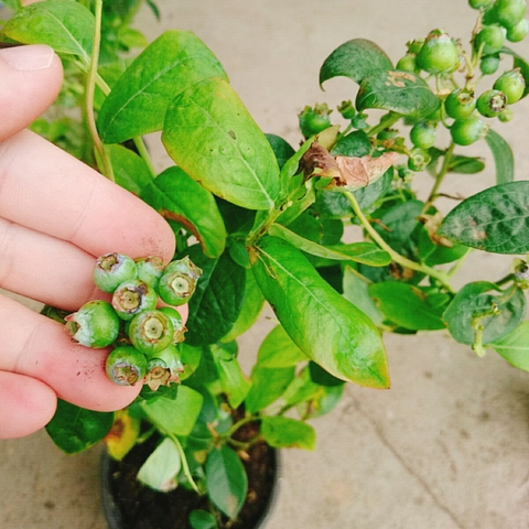 Cây Việt Quất