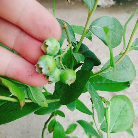Cây Việt Quất